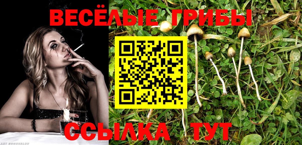 Муром  купить наркотик  Вход с VPN  Псилоцибиновые грибы Psilocybine cubensis  Галлюциногенные грибы GOLDEN TEACHER 